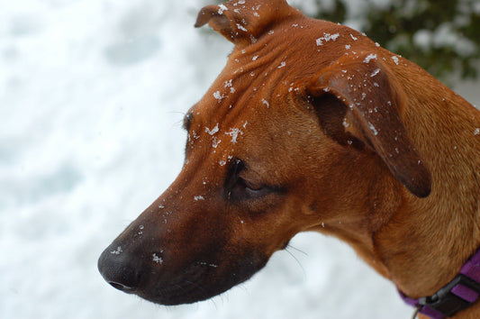 Snowmageddon Thoughts